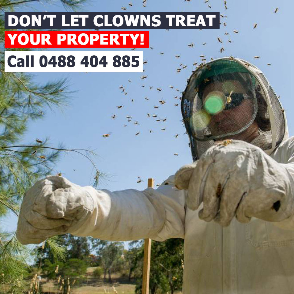 Queanbeyan Pest Control Services business image in Queanbeyan, New South Wales