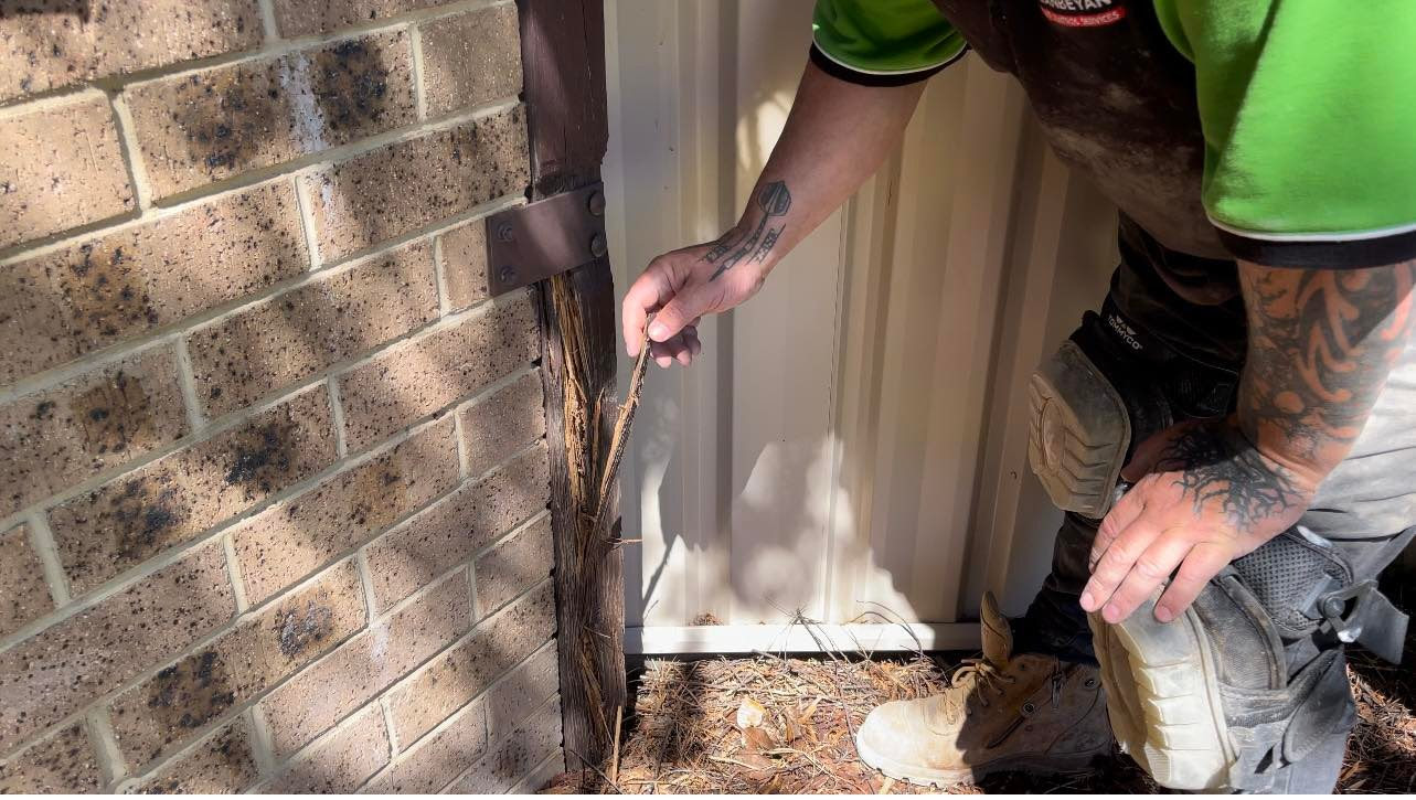 Queanbeyan Pest Control Services business image in Queanbeyan, New South Wales